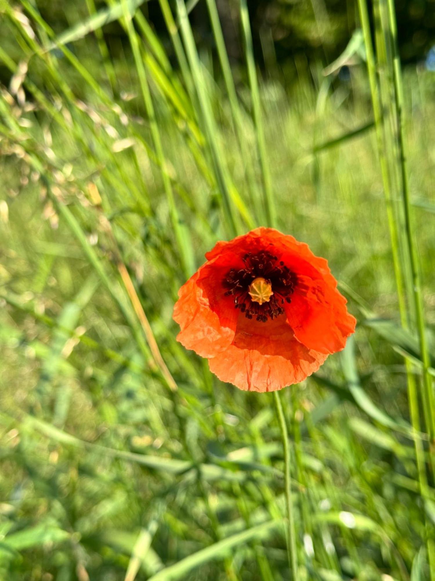 Pferdestall Grafengehaig